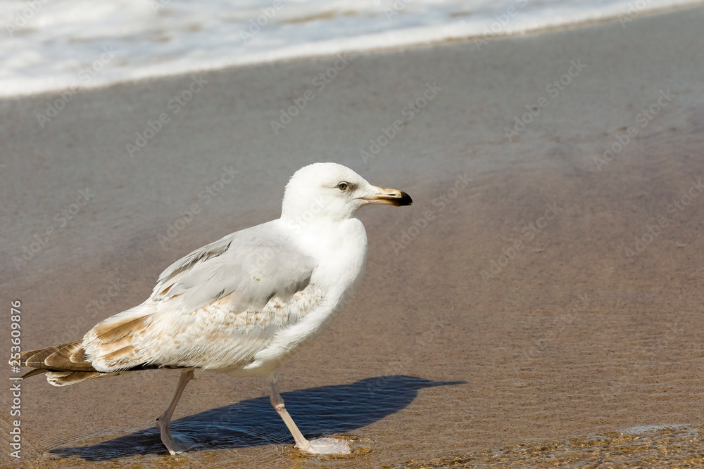 Sandy beach and a walking seagull Sandy beach and a walking seagull