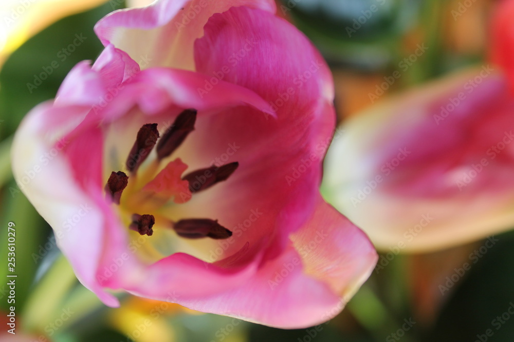 tulipano rosa macro