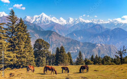 Scenic landscape view with majestic Himalayan Panchchuli mountain range at Munsiyari Uttarakhand India with wild horses grazing the Himalayan pastures.