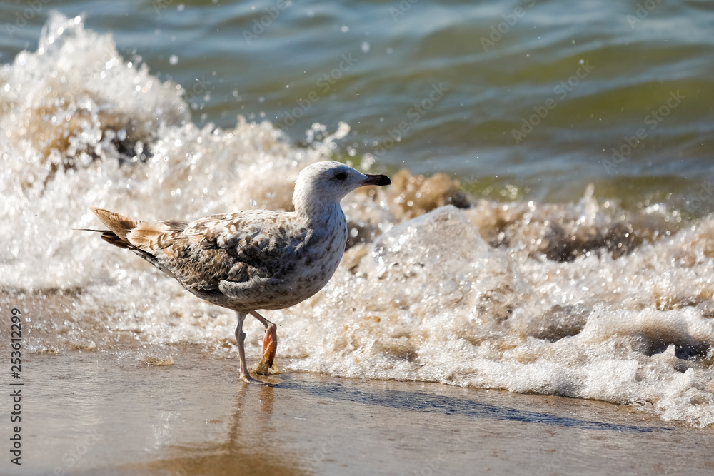 A seabird walks in the vicinity of the waves