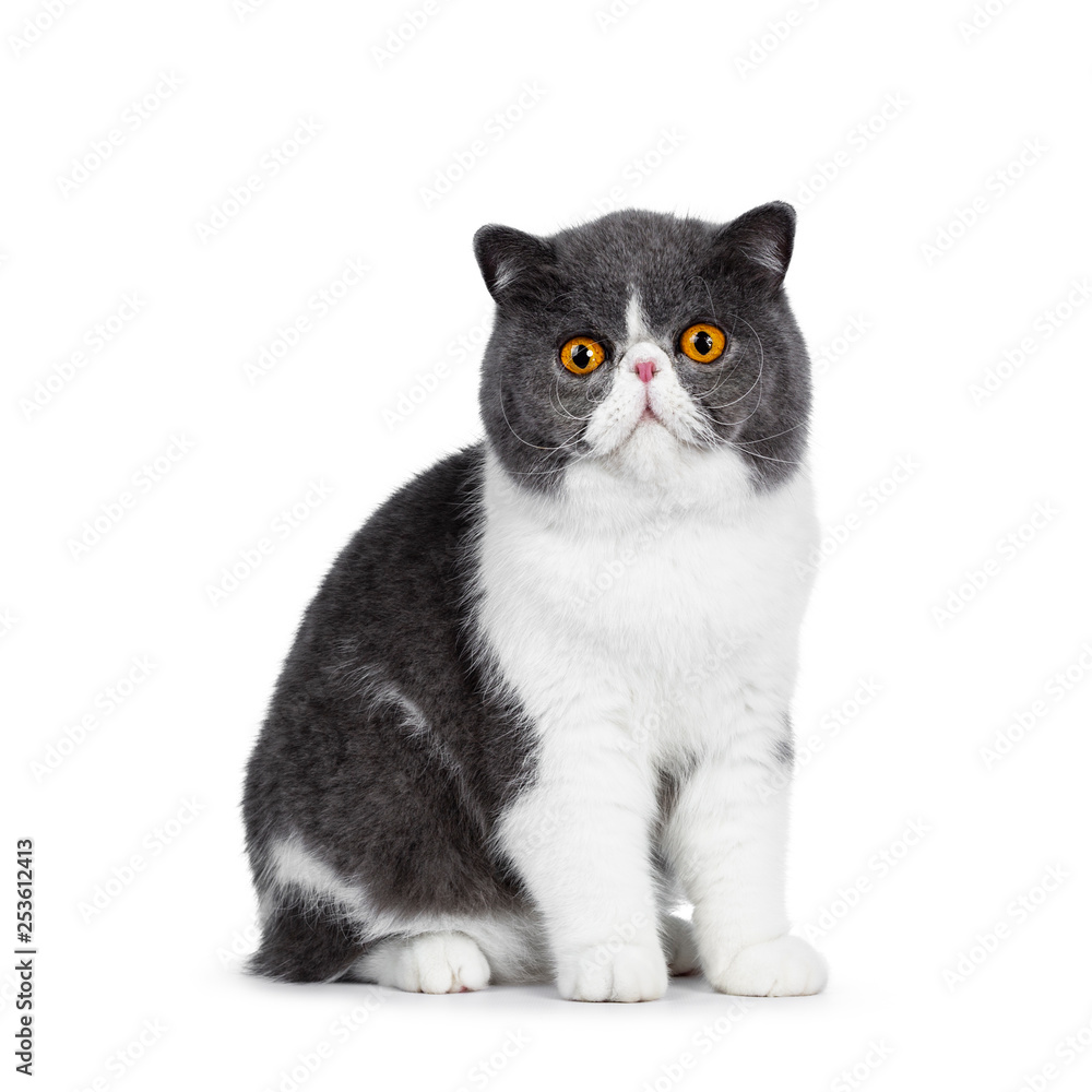 Cute blue with white young Exotic Shorthair cat, sitting side ways. Looking straight into lens with amazing round orange eyes. Isolated on white background. 