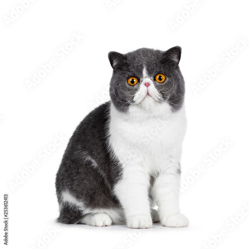 Bild auf Leinwand Cute blue with white young Exotic Shorthair cat, sitting side ways