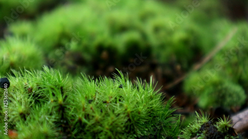 green grass of borneo