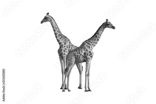 Canvas Print Artistic, black and white photo of two wild Angolan giraffes, Giraffa giraffa angolensis, also known as Namibian giraffe, standing heads apart next to waterhole