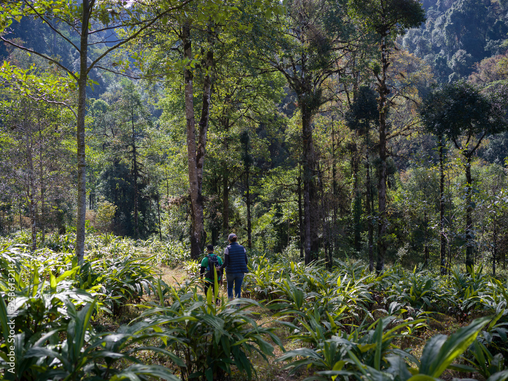 Tourists walking in a forest, Hee Patal, West Sikkim, Sikkim, India