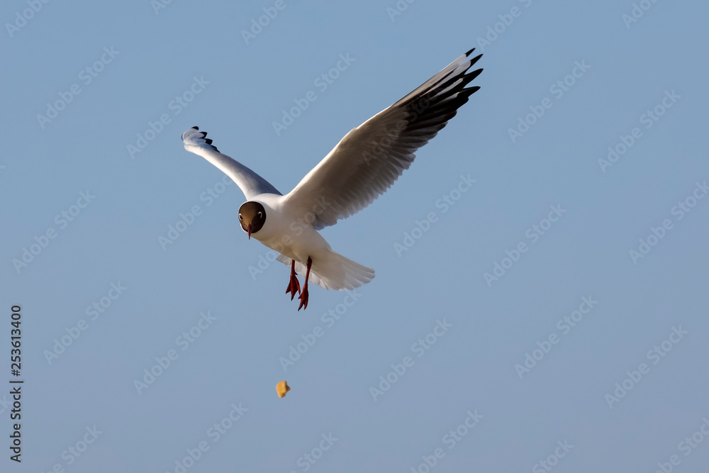 Hungry gull will catch food in a moment Hungry gull will catch food in a moment