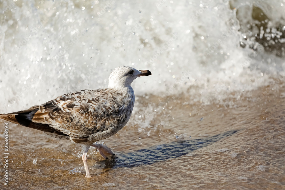 Lonely gull waiting for the attack of the sea wave Lonely gull waiting for the attack of the sea wave