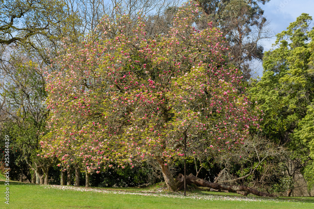 Naklejka premium Gardens of Castrelos