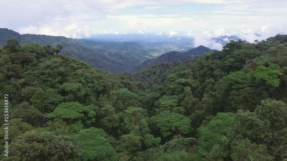 Pull back aerial shot flying close the jungle treetops, fog rising in the background Pull back aerial shot flying close the jungle treetops, fog rising in the background