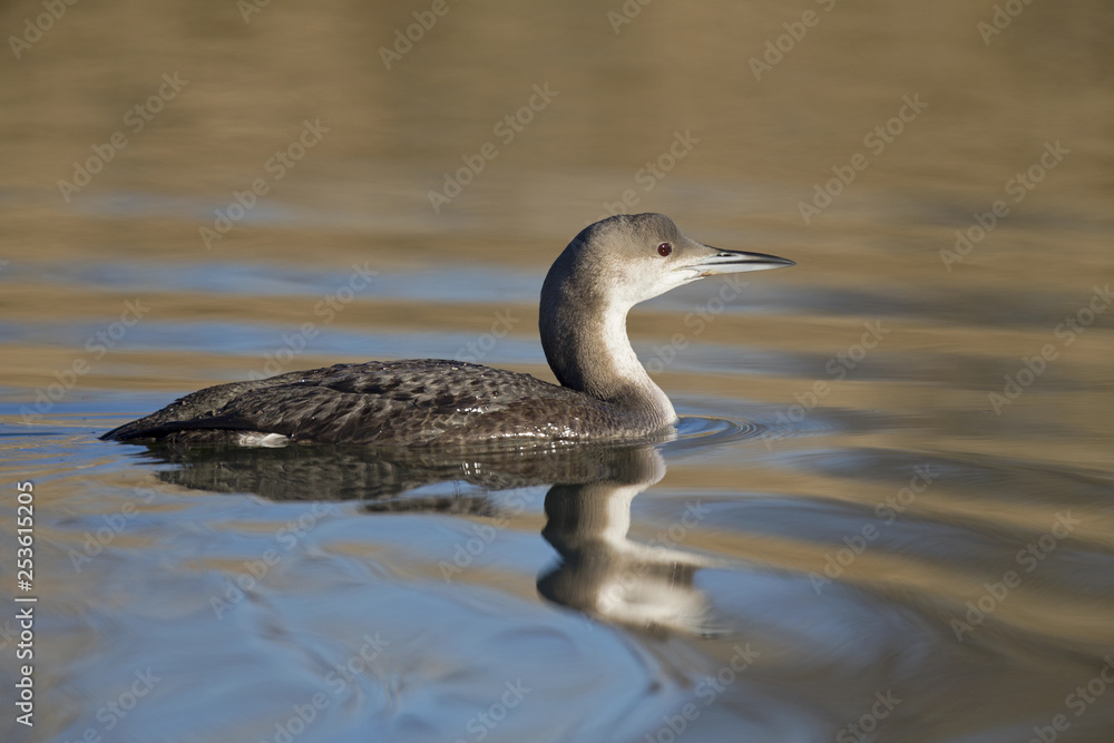 A black-throated loon (Gavia arctica) in winter plumage swimming and foraging in a pond in the city Utrecht the Netherlands.