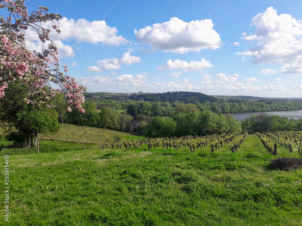 Loire en vigne