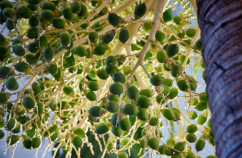 Bunch of betel nut areca catechu on betel palm in the opposite sunlight. Vietnam. photo