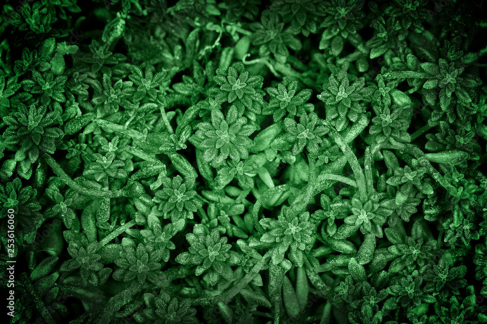 green plants, toned background image green plants, toned background image