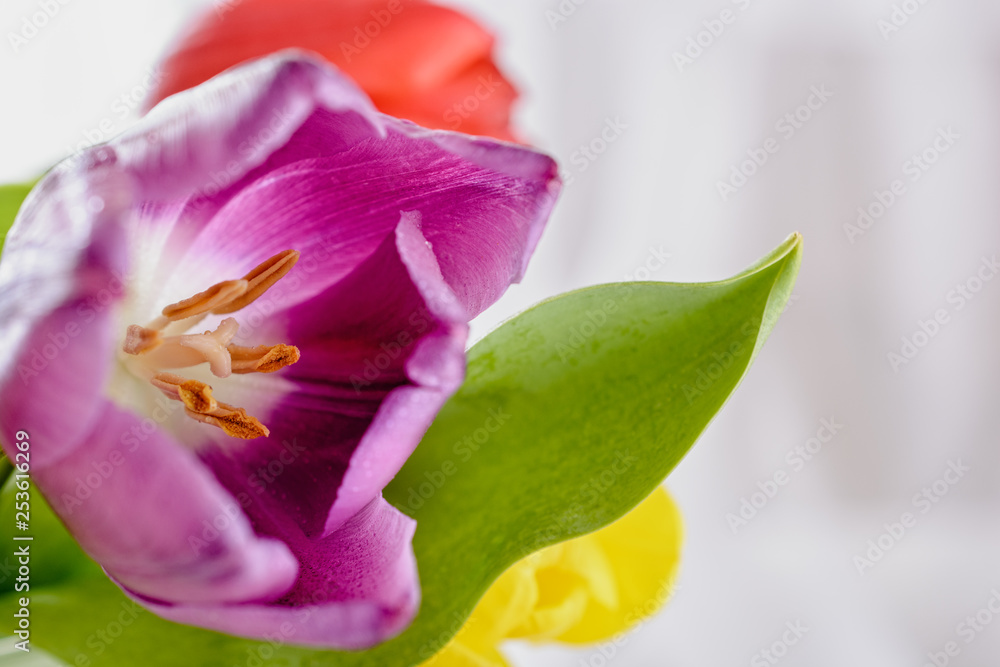 View of an open pink tulip flower with pistils and stamens, and green leaf on a light background, closeup View of an open pink tulip flower with pistils and stamens, and green leaf on a light background, closeup