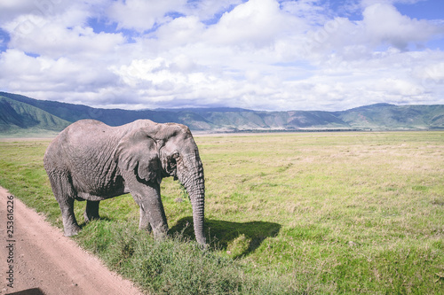 elephant in ngorongoro crater africa