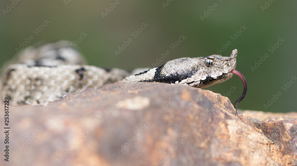Der freigestellte Vorderkörper einer züngelnden Hornviper in der Seitenansicht auf einem Stein Der freigestellte Vorderkörper einer züngelnden Hornviper in der Seitenansicht auf einem Stein