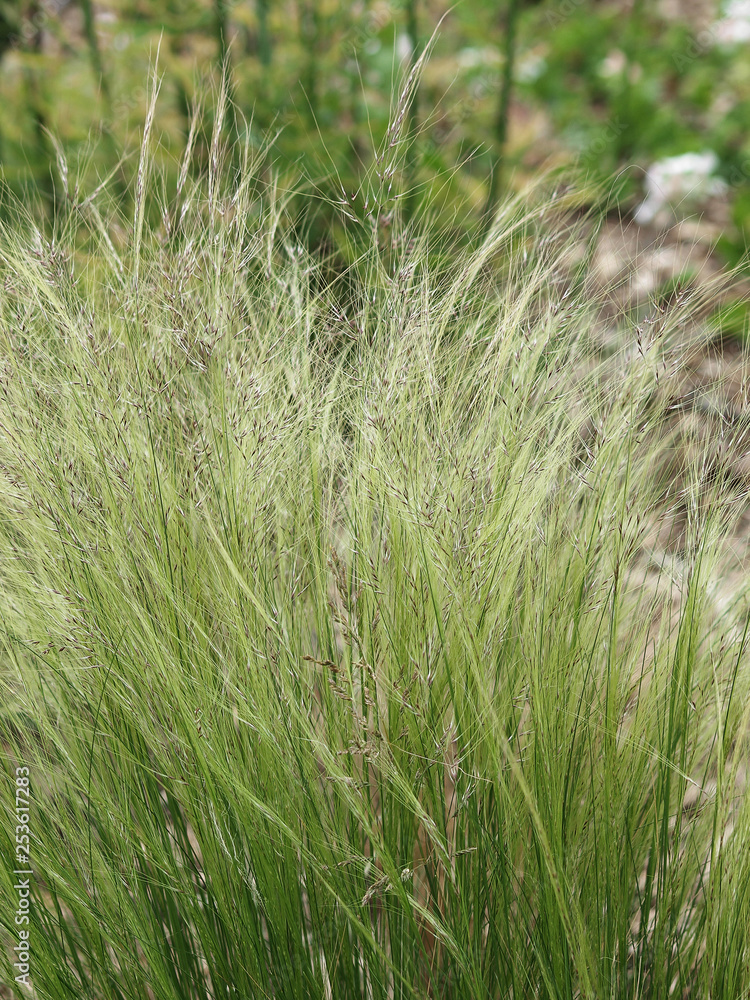 L'herbe aux cheveux d'ange (Nassella tenuifolia), une graminée d'ornement aux fines feuilles touffues penchées sous le vent. L'herbe aux cheveux d'ange (Nassella tenuifolia), une graminée d'ornement aux fines feuilles touffues penchées sous le vent.