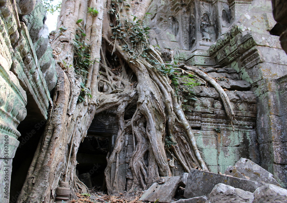 The aerial roots of the tree and the face of the Apsara dancer in Ta Prohm temple, Angkor, Cambodia The aerial roots of the tree and the face of the Apsara dancer in Ta Prohm temple, Angkor, Cambodia