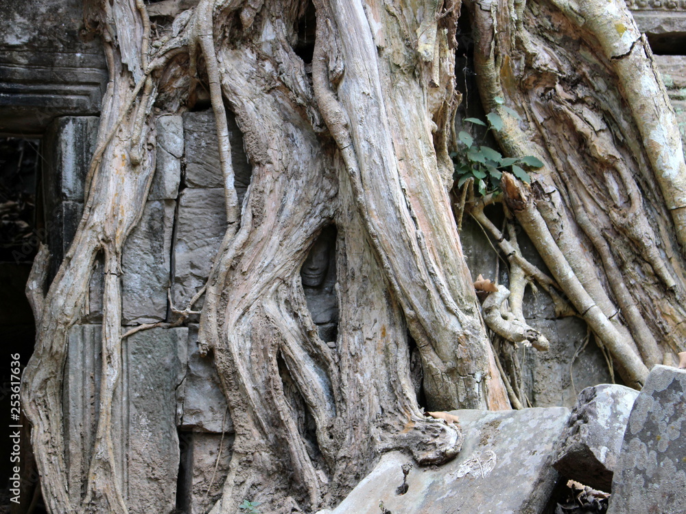 Face of Apsara dancer among the roots of a tree in Ta Prohm temple in Angkor, Cambodia Face of Apsara dancer among the roots of a tree in Ta Prohm temple in Angkor, Cambodia