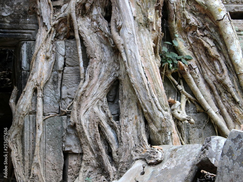 Face of Apsara dancer among the roots of a tree in Ta Prohm temple in Angkor, Cambodia