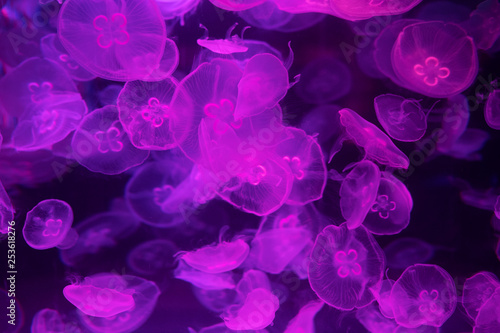 Moon jellyfish Aurelia aurita lilac translucent color and dark background.