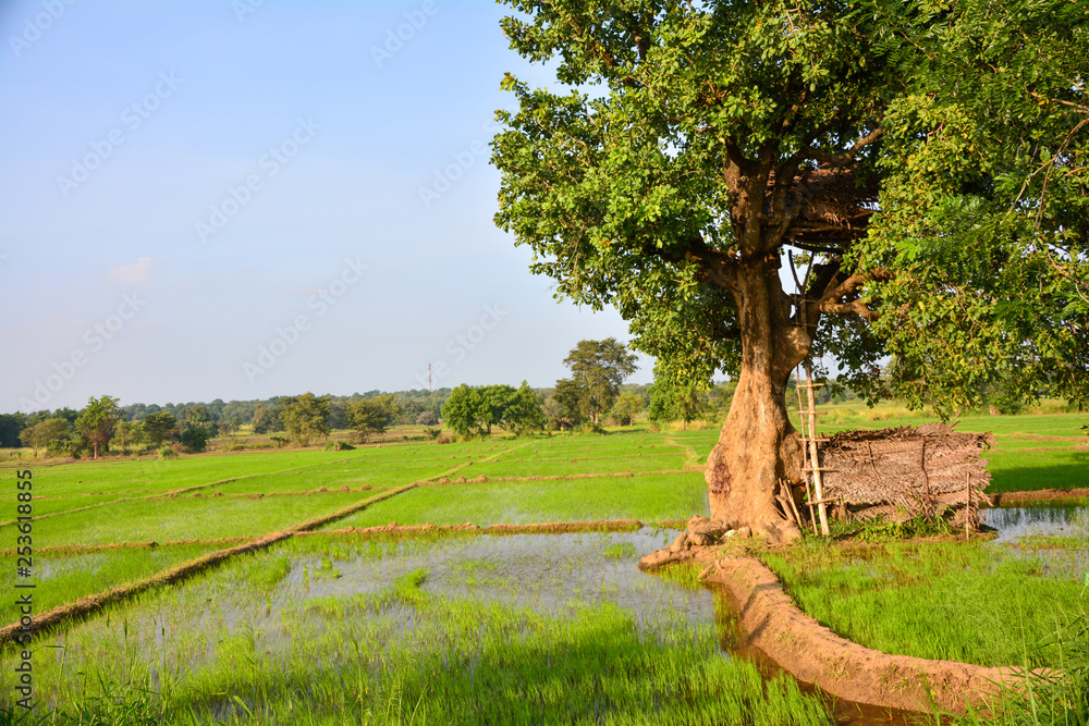Fototapeta premium bewässertes Reisfeld mit Baum