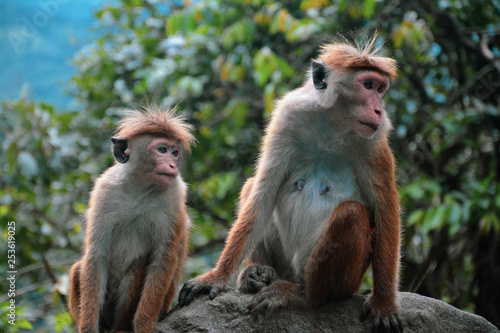Affenmutter und Affenkind in freier Natur