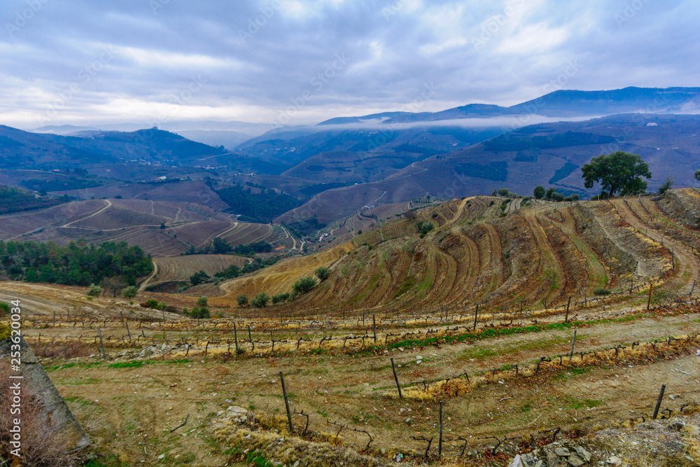 Countryside and vineyards in the Douro Valley