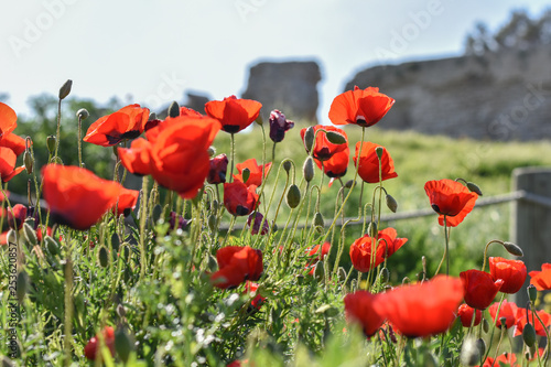 Red meadow of flowersred poppies meadow with green grass