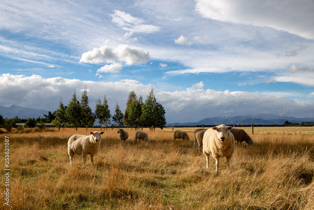 Sheep graze in a rural area of New Zealand Sheep graze in a rural area of New Zealand