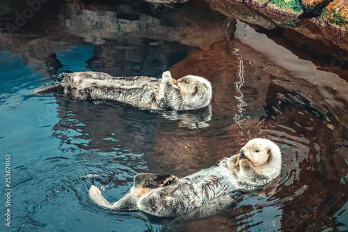 Two sea Otter floating