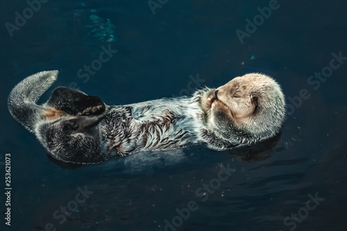 A sea Otter floating