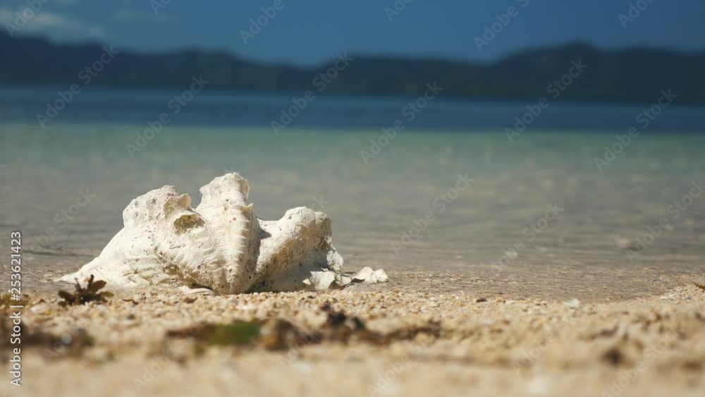 Very big sea shell on a tropical beach near the water in the philippines. Very big sea shell on a tropical beach near the water in the philippines.
