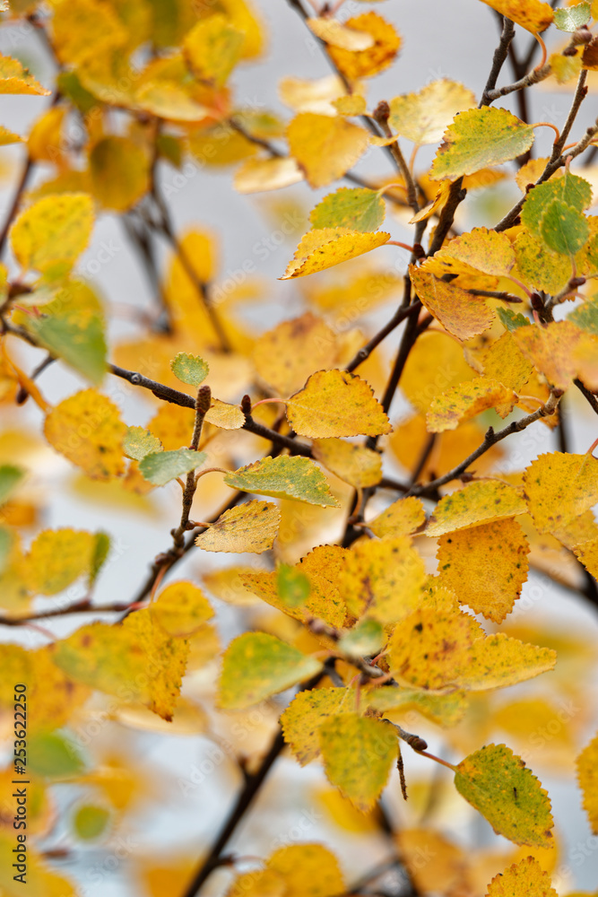 Birke (Betula) oder Polarbirke im Herbst, Island Birke (Betula) oder Polarbirke im Herbst, Island