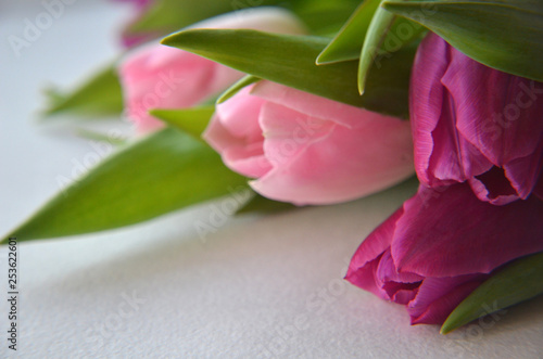spring flowers banner - bunch of pink and violet tulip flowers on pink background