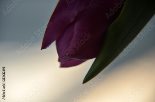 spring flowers banner - bunch of pink and violet tulip flowers on pink background