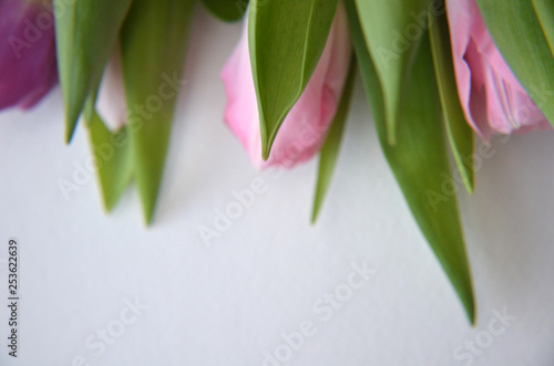 spring flowers banner - bunch of pink and violet tulip flowers on pink background