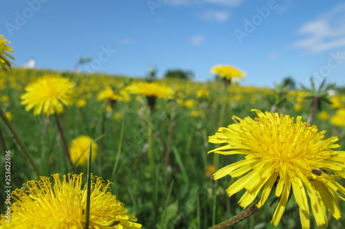 yellow dandelions on the meadow
