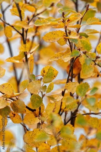 Birke (Betula) oder Polarbirke im Herbst, Island