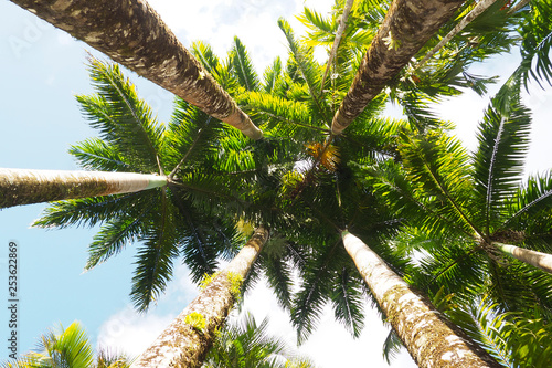 trunks and canopy of palm trees in Martinique. FWI photo