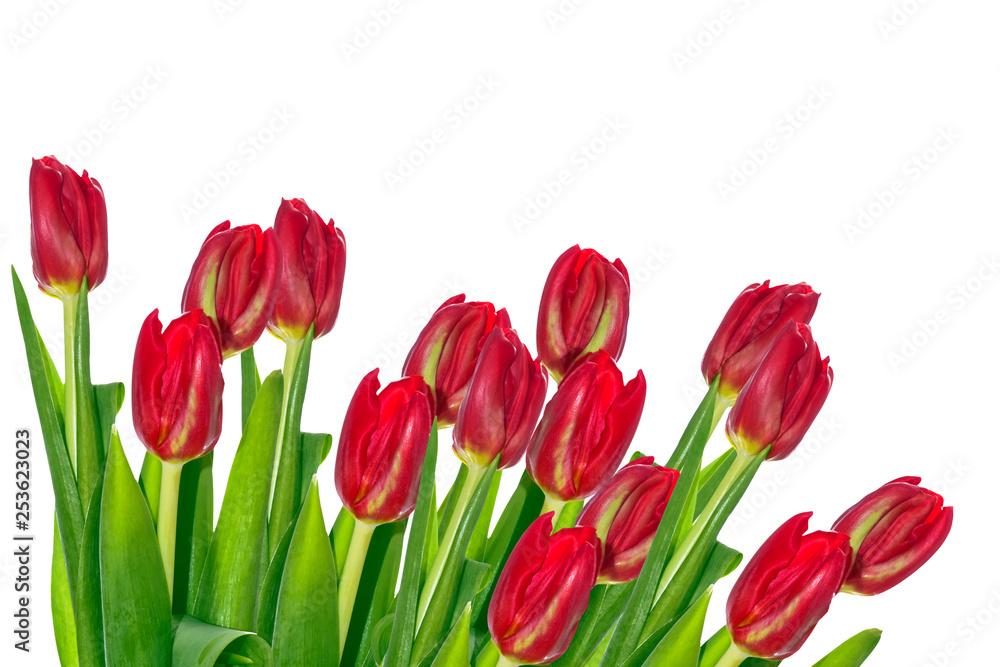 spring flowers tulips spring flowers tulips