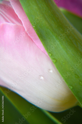 spring flowers banner - bunch of pink and violet tulip flowers on pink background