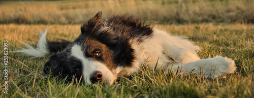 Photography Border Collie dog lying in the grass while looking right into the camera