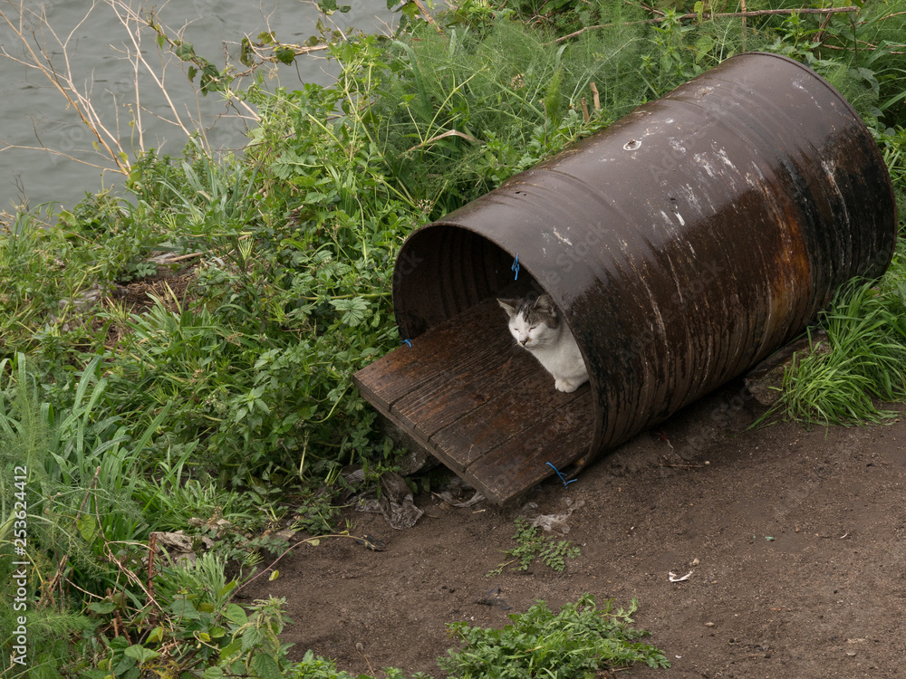 Cat sheltering from rain in an old metal barrel on river bank