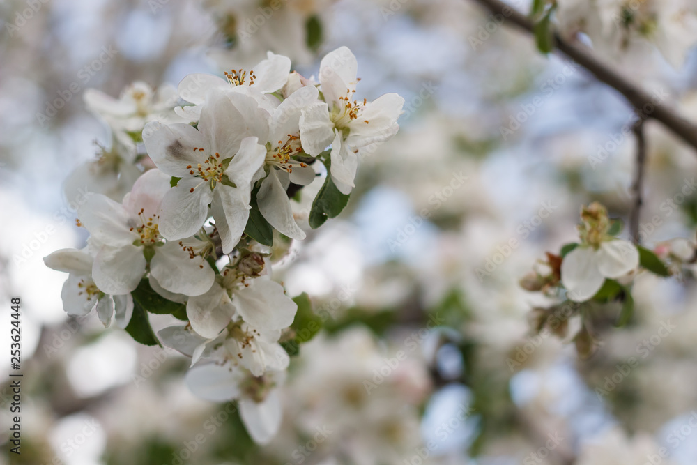 spring natural flowering of trees in warm sunny weather fresh spring flowers on trees apricot cherries apple trees 