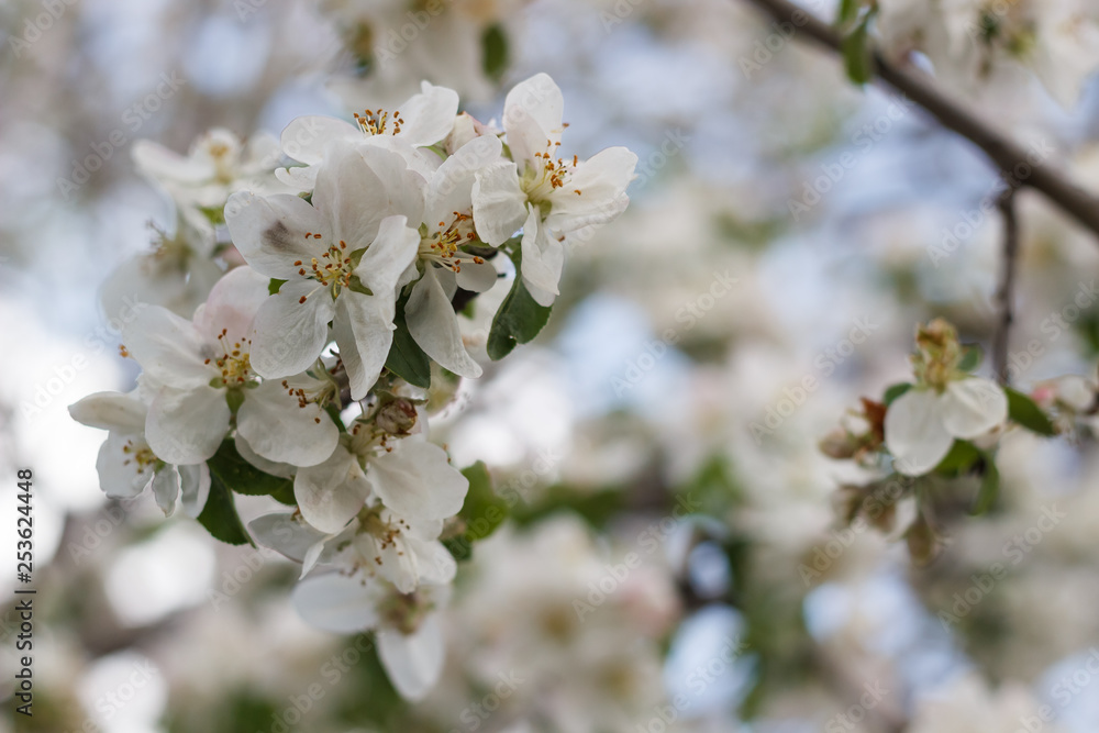 spring natural flowering of trees in warm sunny weather fresh spring flowers on trees apricot cherries apple trees spring natural flowering of trees in warm sunny weather fresh spring flowers on trees apricot cherries apple trees