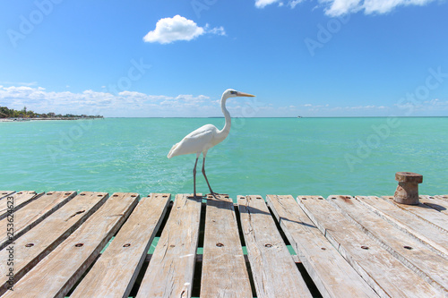 White Heron/Garza standing in a Caribbean Pier © Diego Gomez