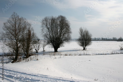 winter landscape with trees and snow