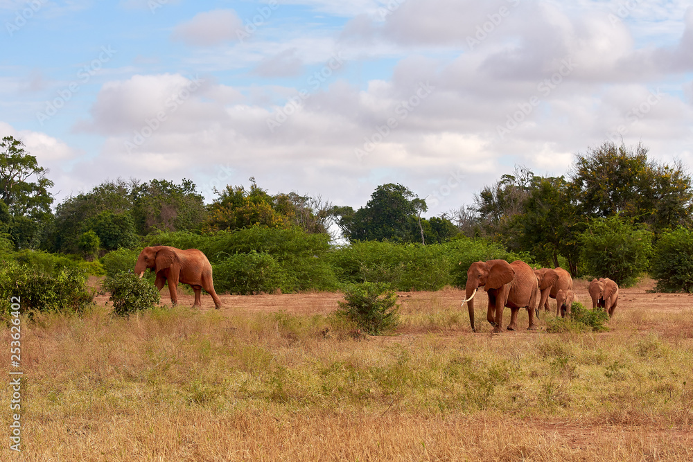 Obraz premium View of several African elephants in the savannah on safari in Kenya - Africa