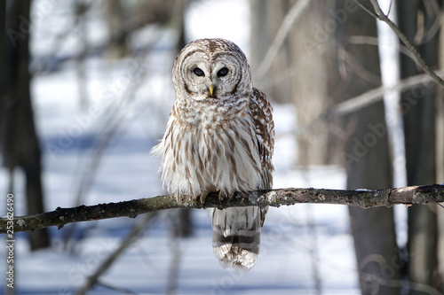 Barred Owl